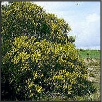 Acacia longifolia (Andrews) Willd